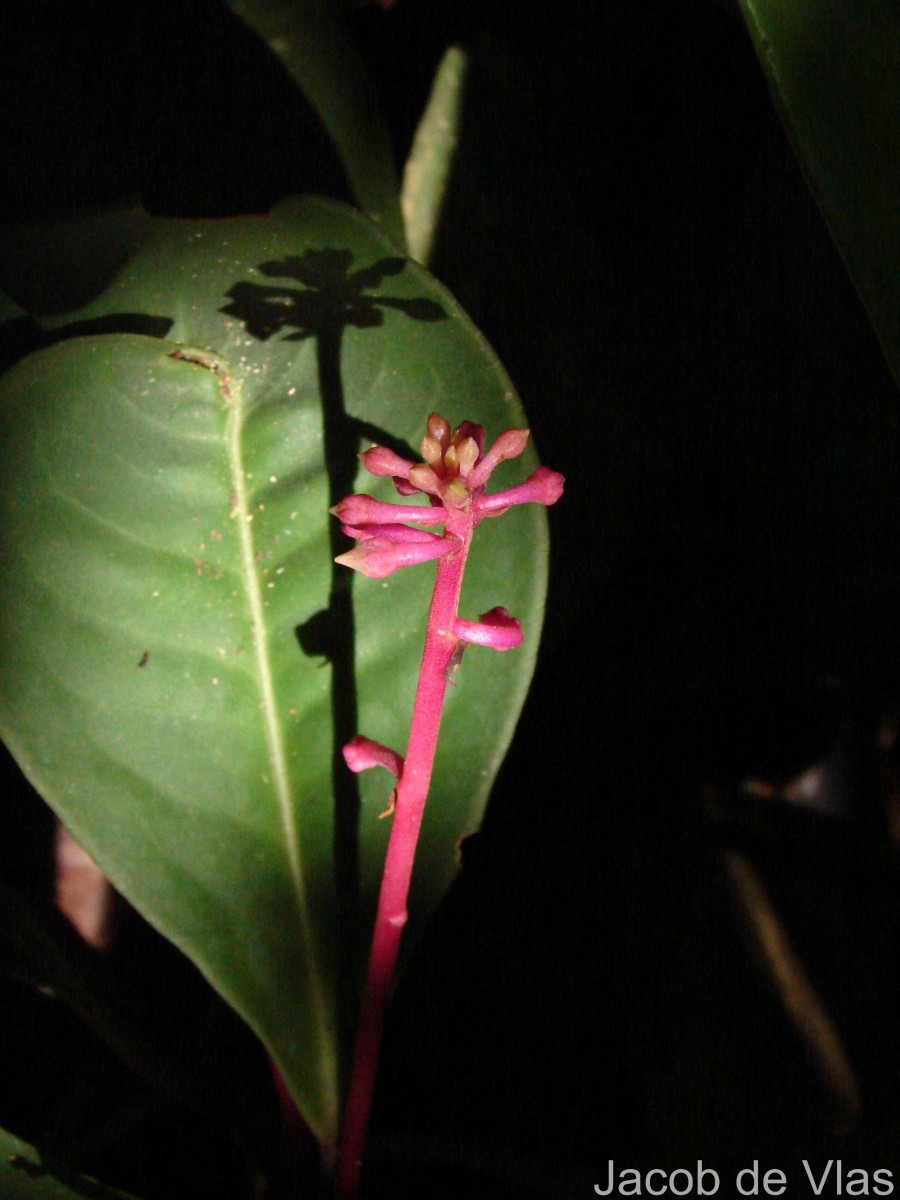 Ardisia zeylanica (Gaertn.) Lam. ex Forsyth f.